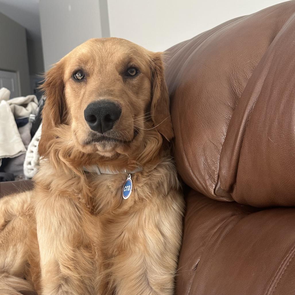 Enlarge Luke Danes, an adopted Golden Retriever in Chicago, IL image 2/4