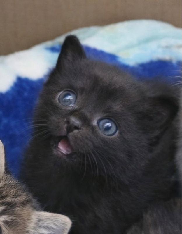 Harbor, Adopted, Kitten Female Domestic Short Hair.