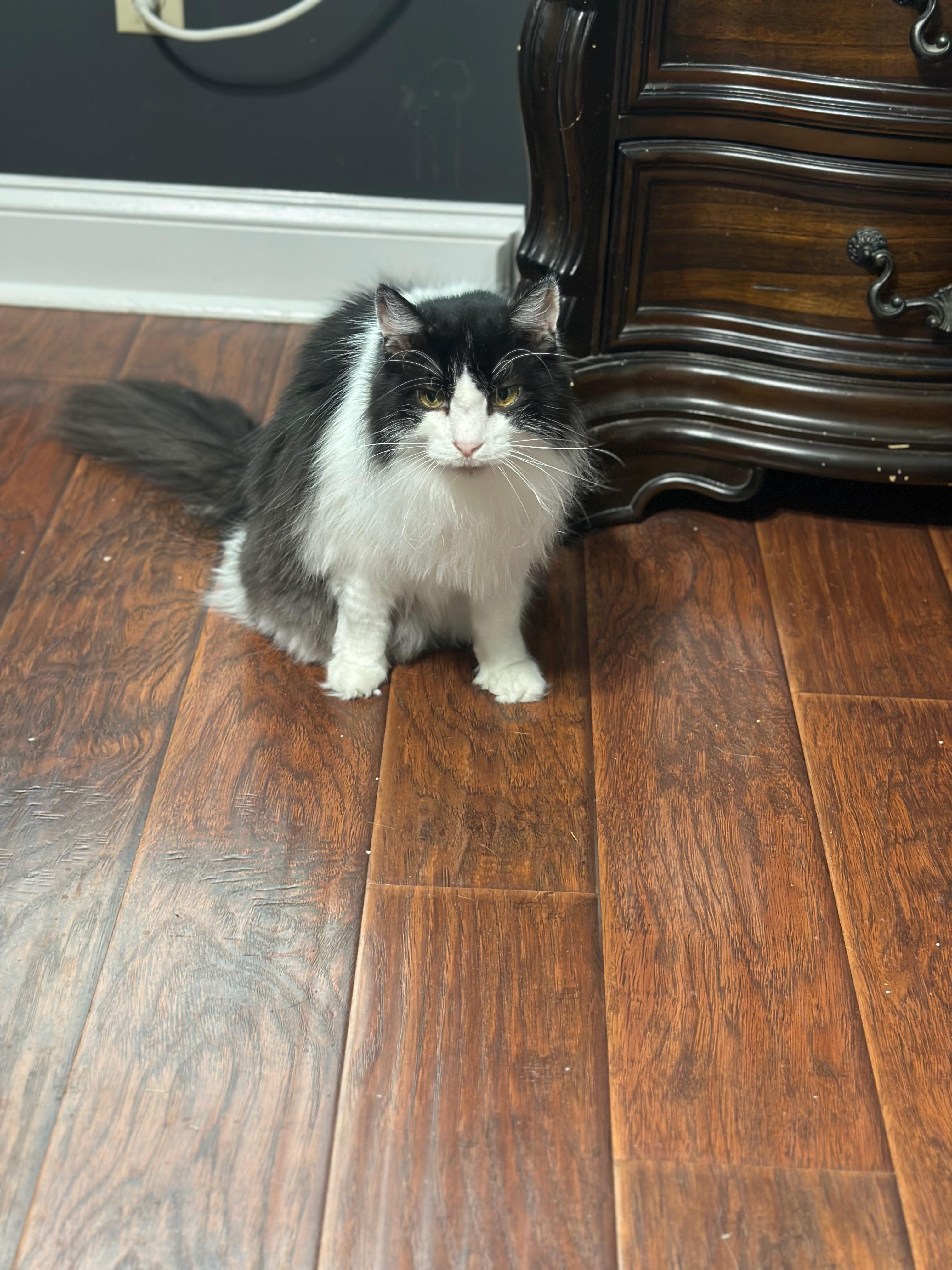 Razor, Adoptable, Senior Male Domestic Long Hair.