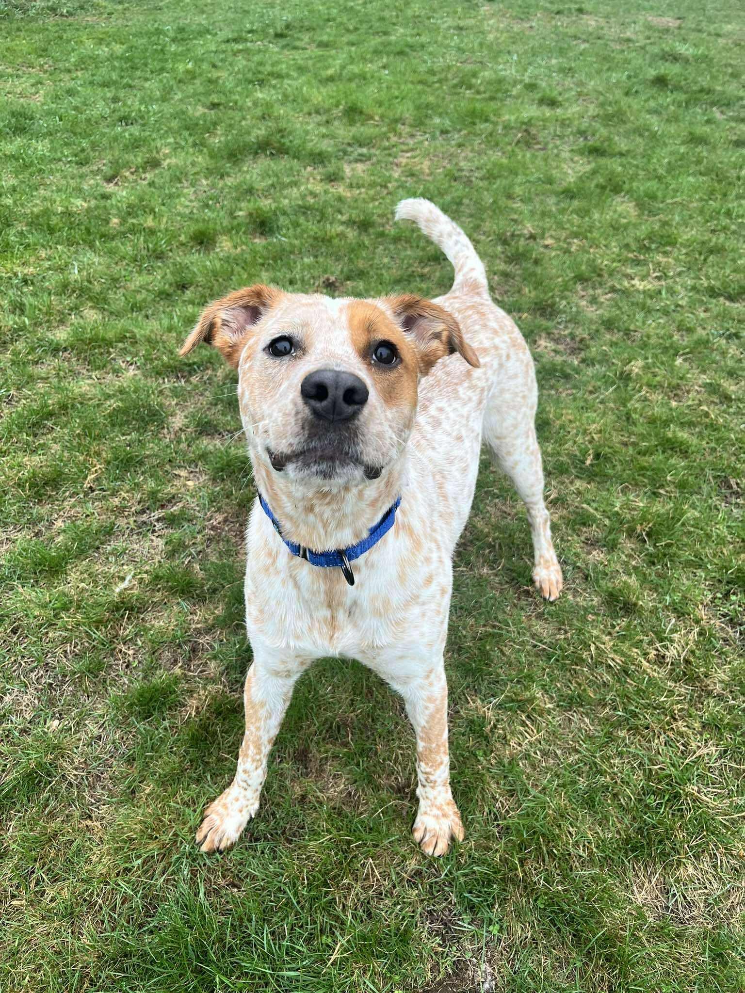Cricket, Adoptable, Young Male Australian Cattle Dog / Blue Heeler.
