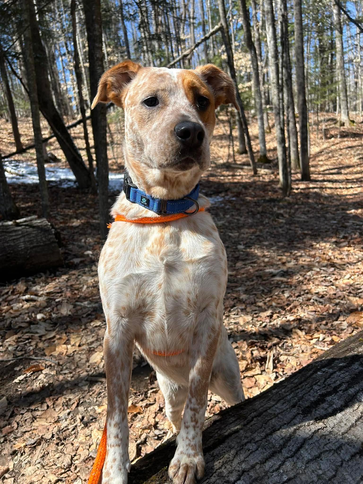 Enlarge Cricket, a Adoptable mixed breed in Paris, ME image 3/3