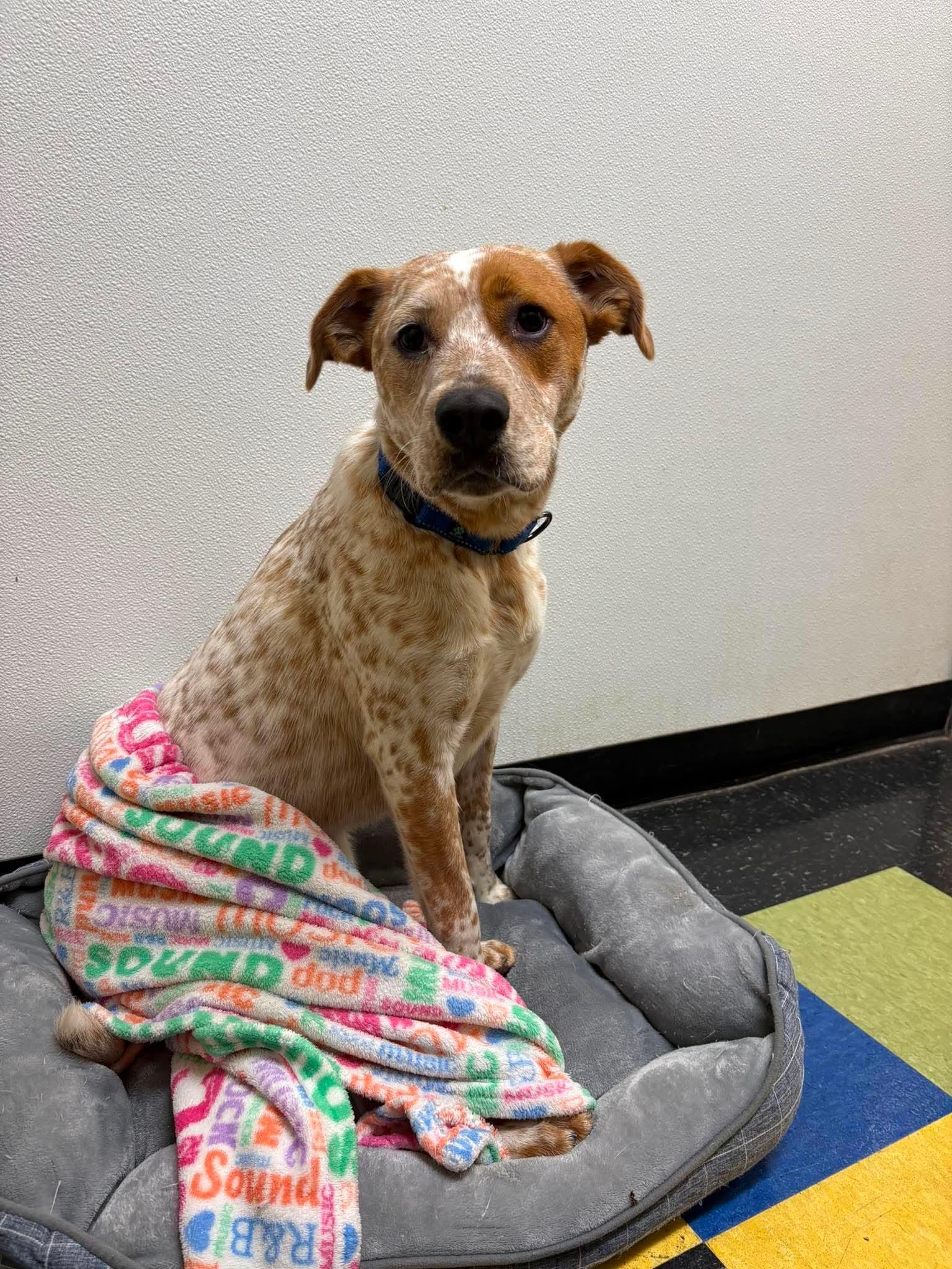 Enlarge Cricket, a Adoptable mixed breed in Paris, ME image 2/3