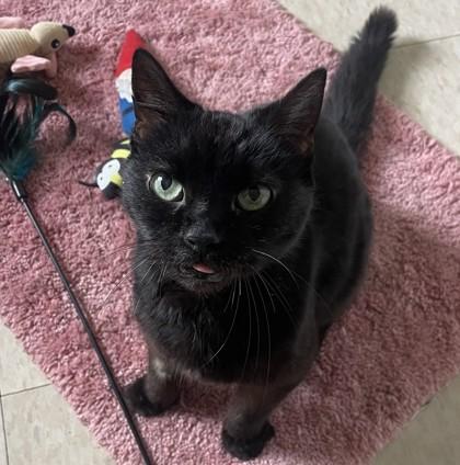 Enlarge Acorn, a Adoptable mixed breed in East Montpelier, VT image 1/2