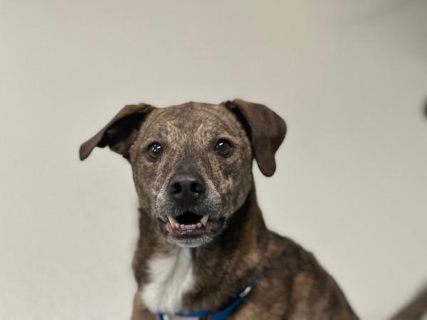 Enlarge Buddy, a Adoptable mixed breed in Ridgewood, NY image 1/1