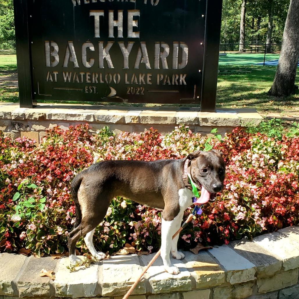 Cheryl, Adoptable, Adult Female Mixed Breed.