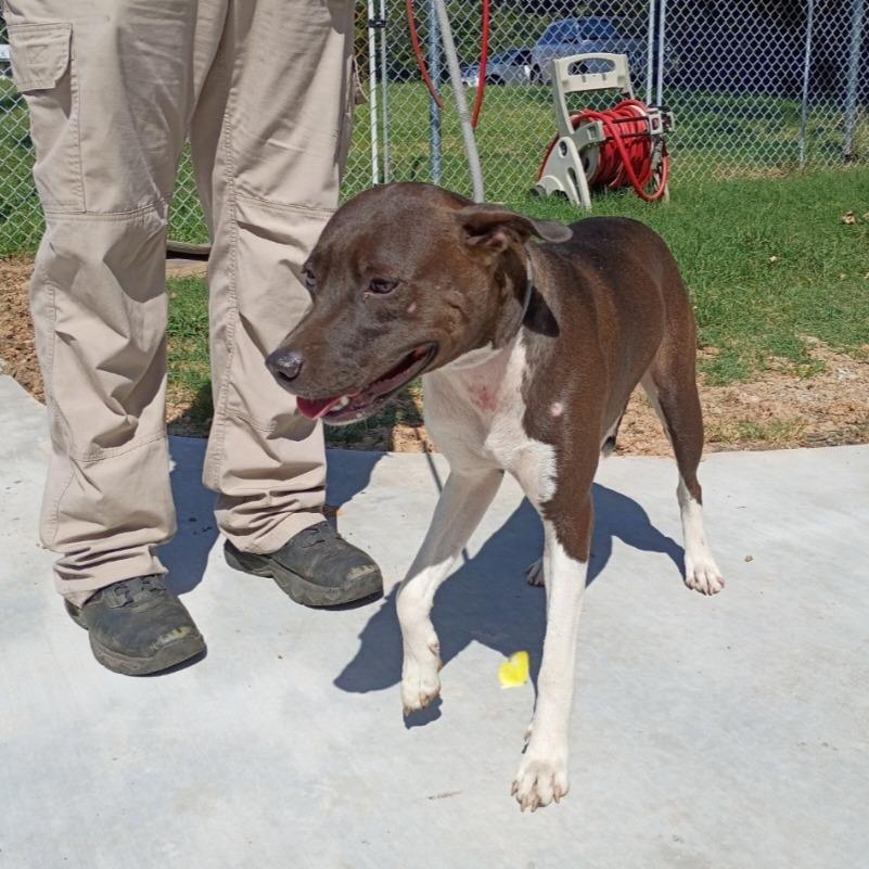 Cheryl, Adoptable, Adult Female Mixed Breed.