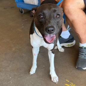 Enlarge Cheryl, a Adoptable Mixed Breed in Denison, TX image 2/5