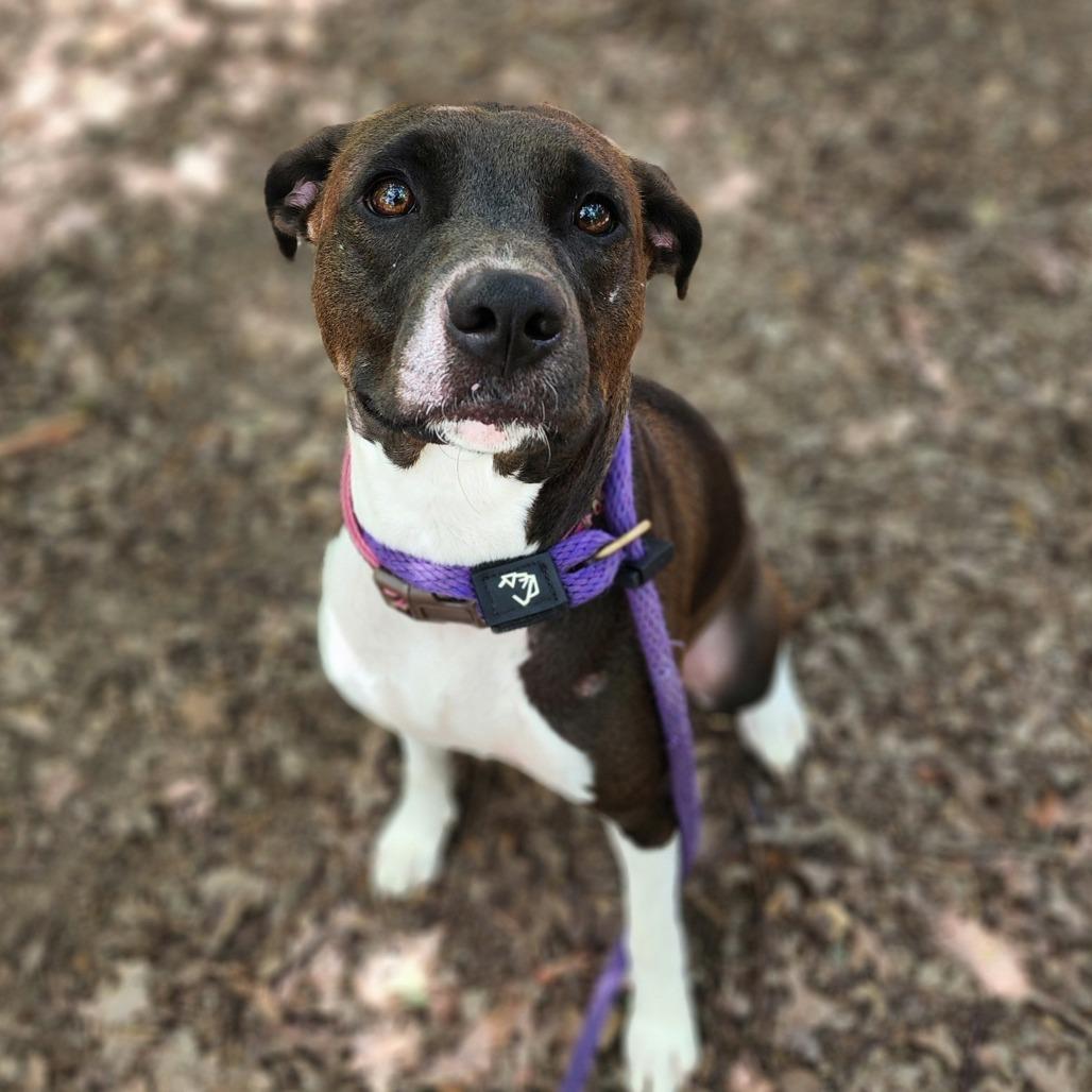 Enlarge Cheryl, a Adoptable Mixed Breed in Denison, TX image 3/5