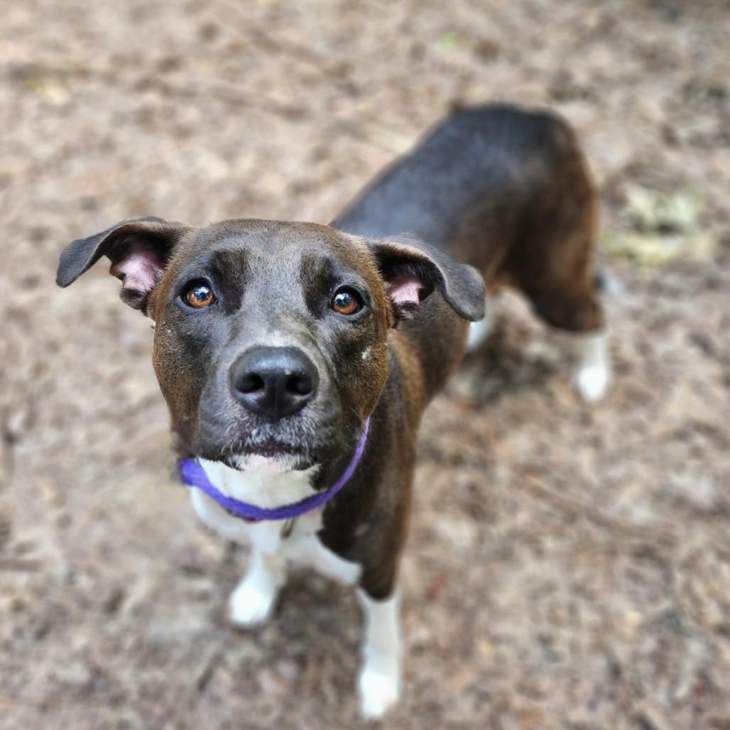 Enlarge Cheryl, a Adoptable Mixed Breed in Denison, TX image 3/5