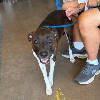 Enlarge Cheryl, a Adoptable Mixed Breed in Denison, TX image 4/5