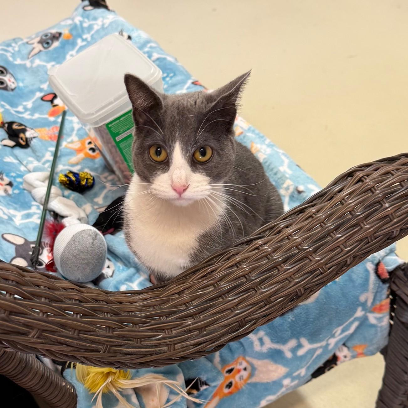 Honey, an adopted Domestic Short Hair in Phoenixville, PA image 1/3