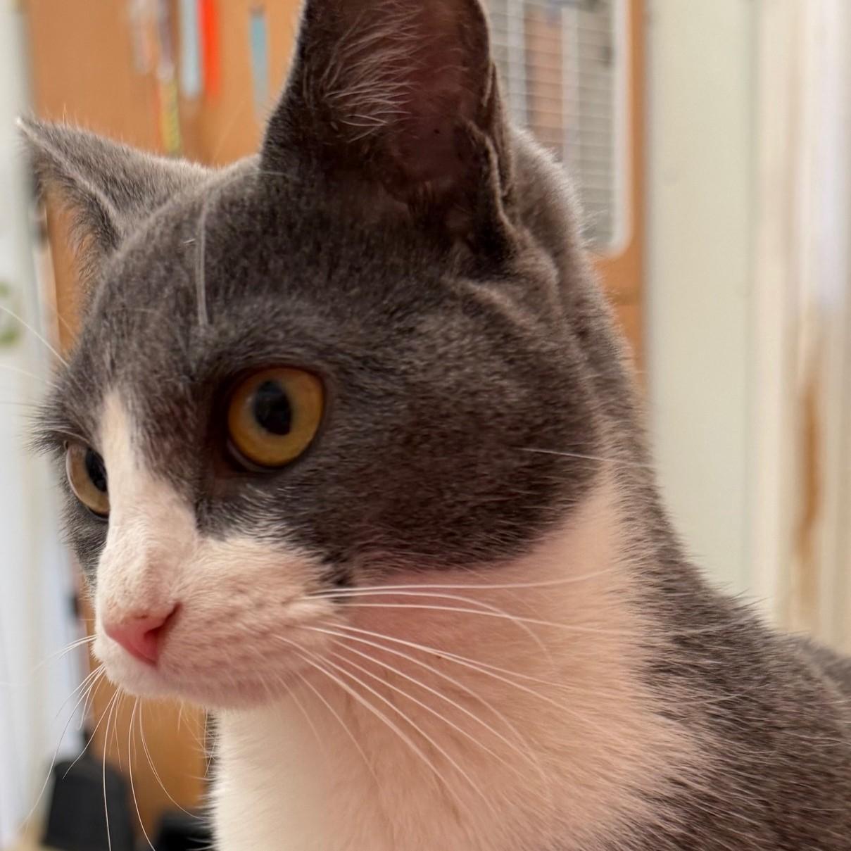 Honey, an adopted Domestic Short Hair in Phoenixville, PA image 3/3