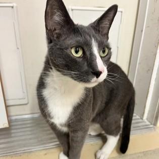 Honey, an adopted Domestic Short Hair in Phoenixville, PA image 2/3