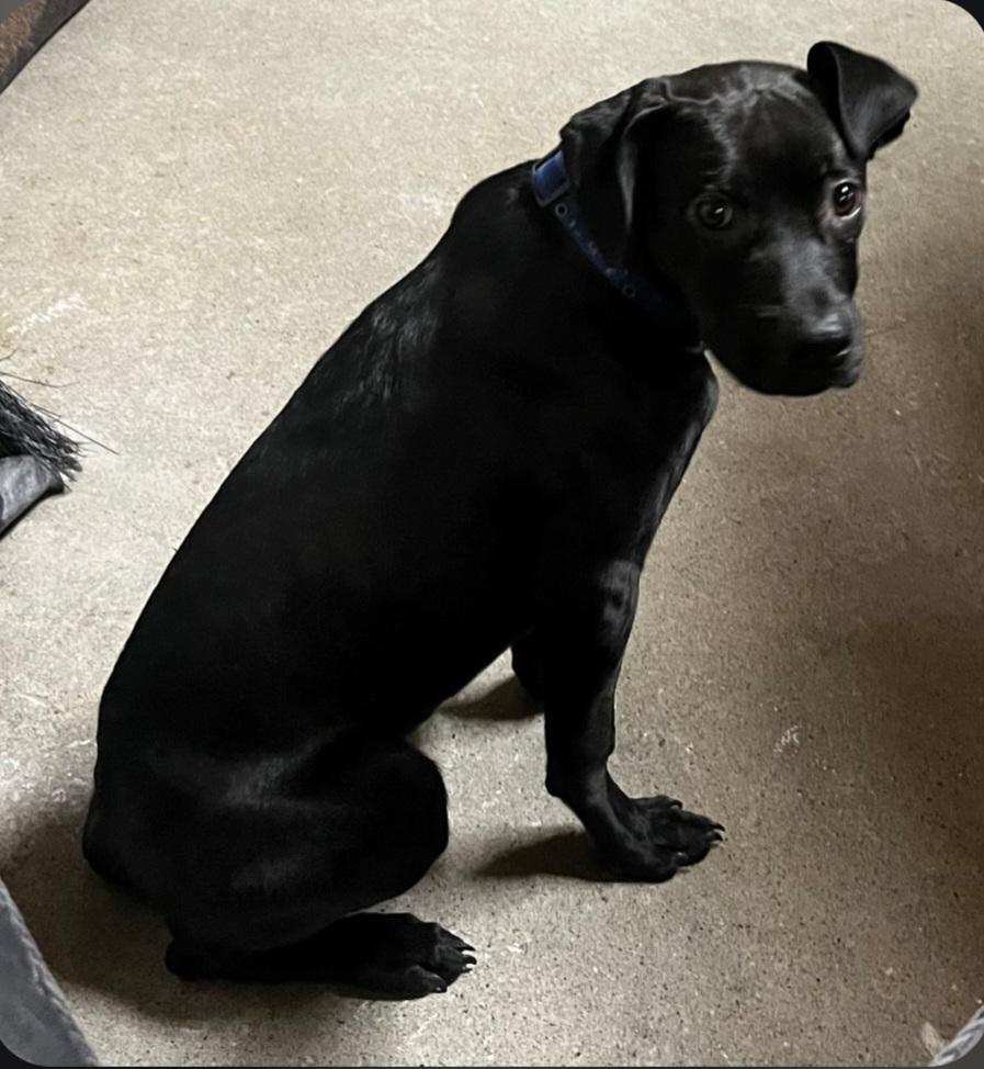 Enlarge Panther, a ADOPTABLE Mixed Breed in Billings, MT image 4/5