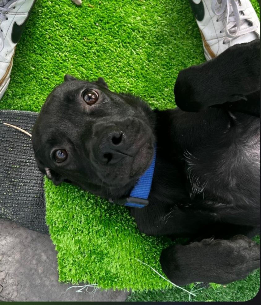 Enlarge Panther, a ADOPTABLE Mixed Breed in Billings, MT image 1/5