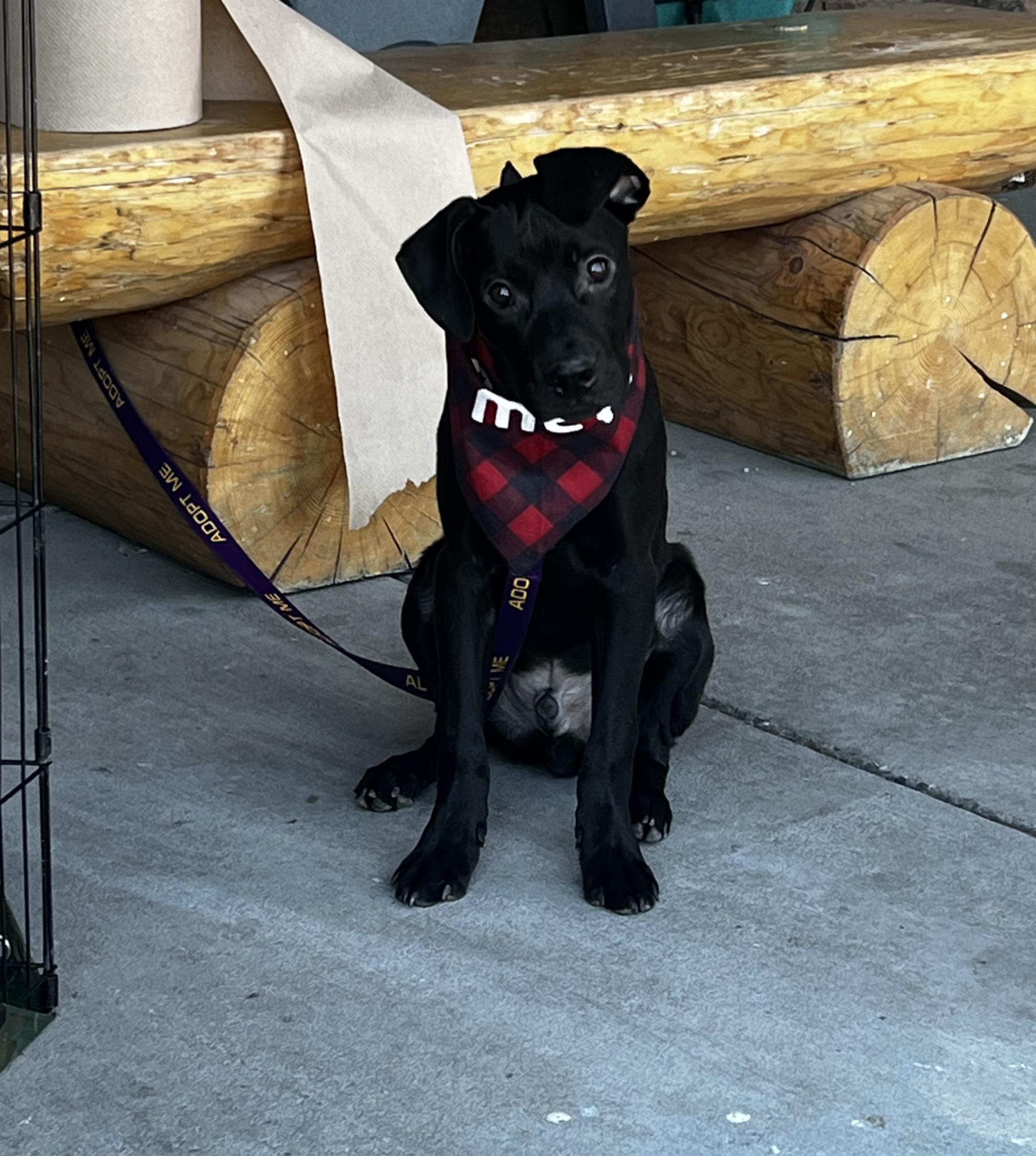 Enlarge Panther, a ADOPTABLE Mixed Breed in Billings, MT image 5/5