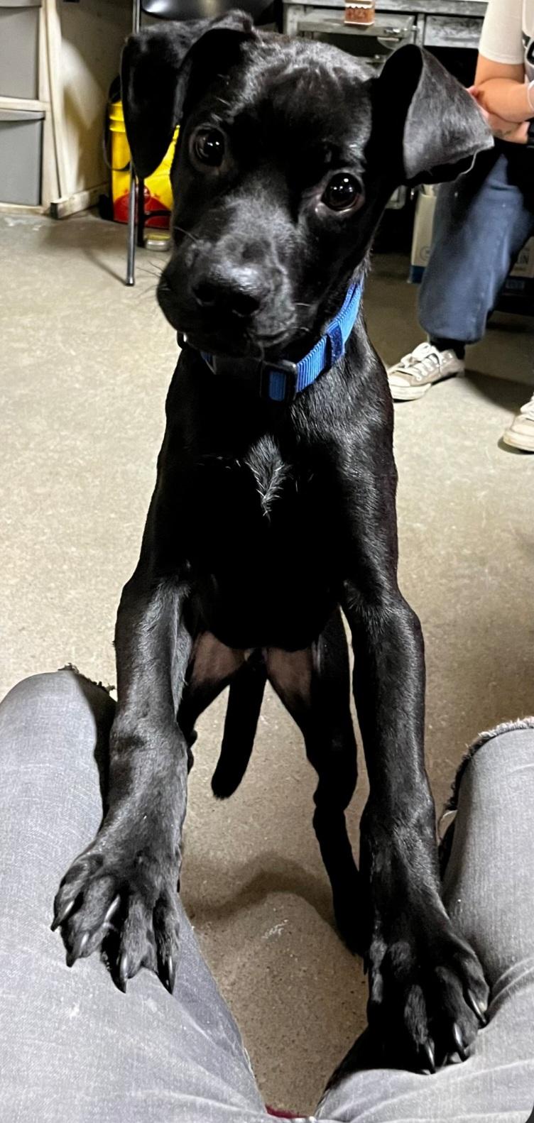 Enlarge Panther, a ADOPTABLE Mixed Breed in Billings, MT image 2/5
