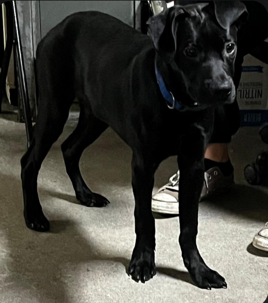 Enlarge Panther, a ADOPTABLE Mixed Breed in Billings, MT image 3/5