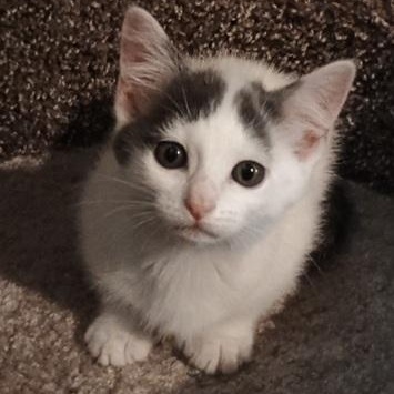 Misty, a Adoptable Domestic Short Hair in Ocean Isle Beach, NC image 2/2