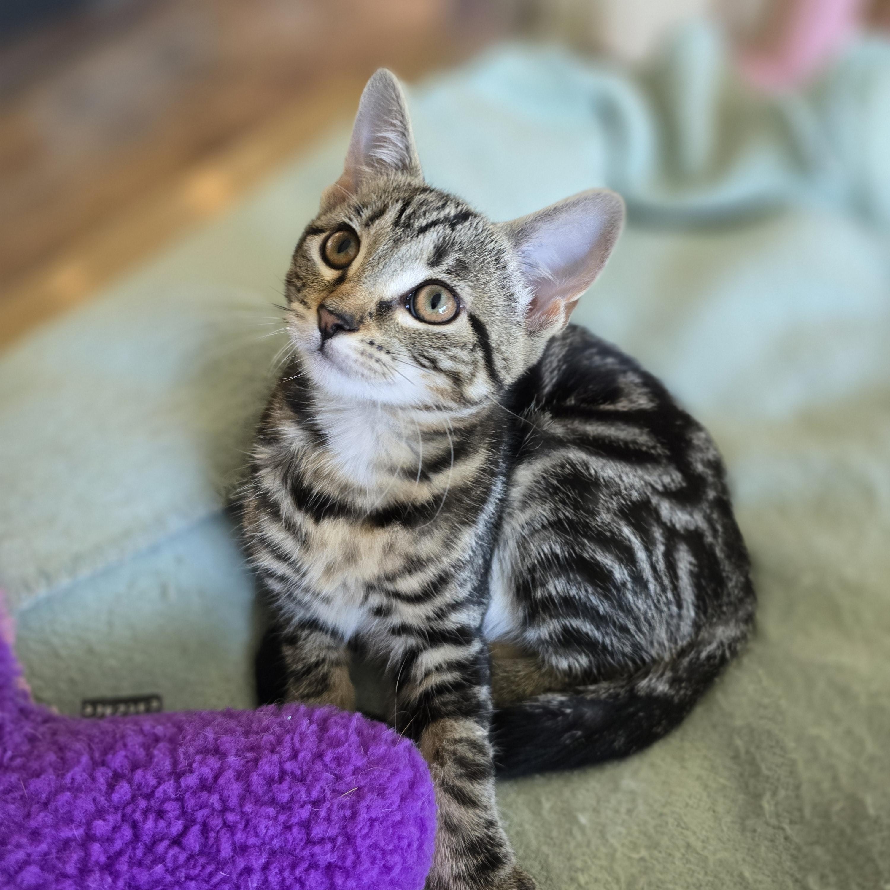 Enlarge Female kitten, a Adopted Tabby in Bristol, RI image 4/4