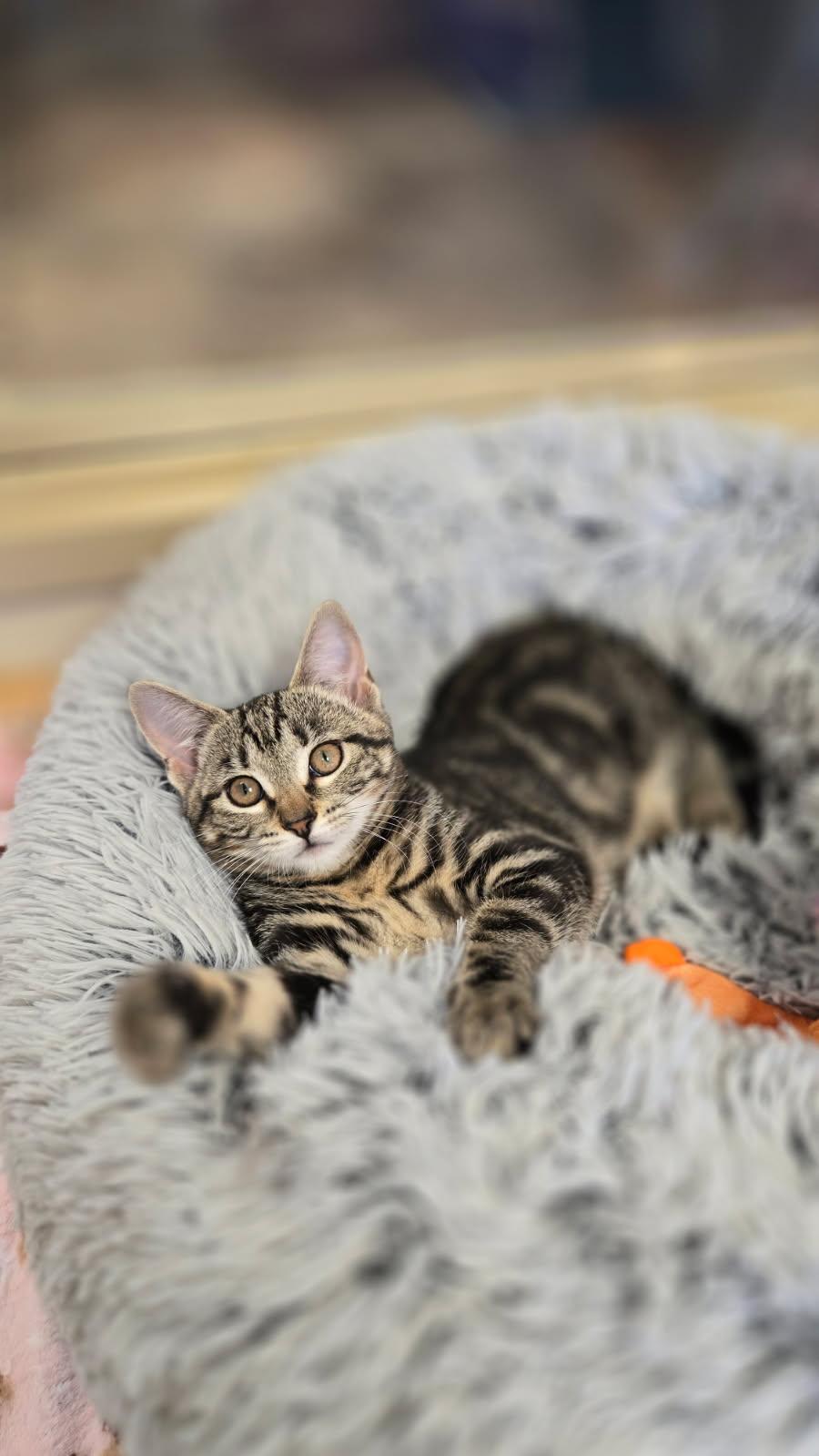 Enlarge Female kitten, a Adopted Tabby in Bristol, RI image 2/4
