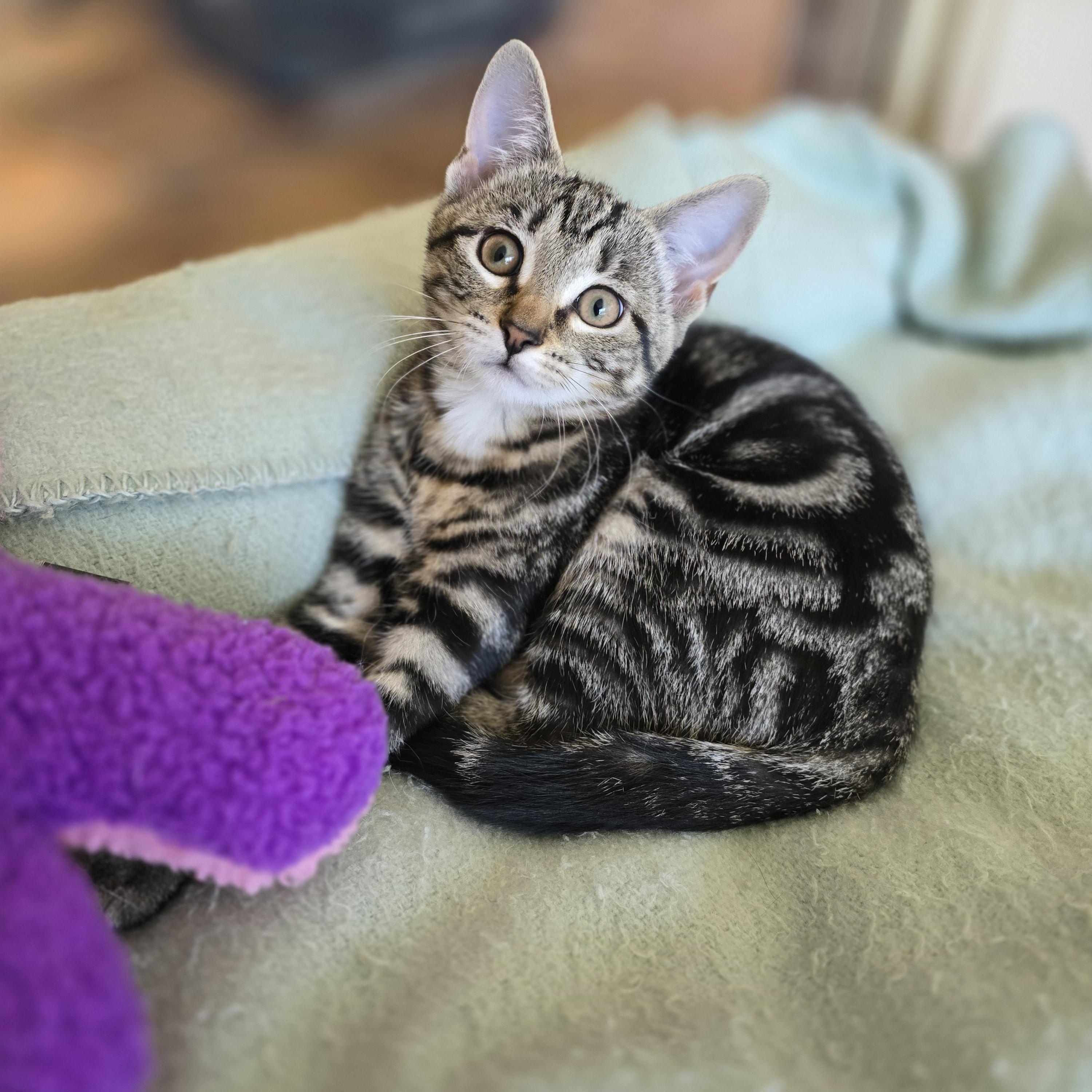 Enlarge Female kitten, a Adopted Tabby in Bristol, RI image 3/4