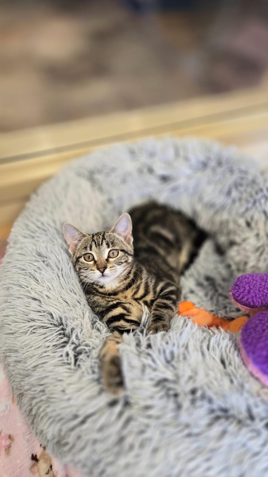 Female kitten, Adopted, Kitten Female Tabby.