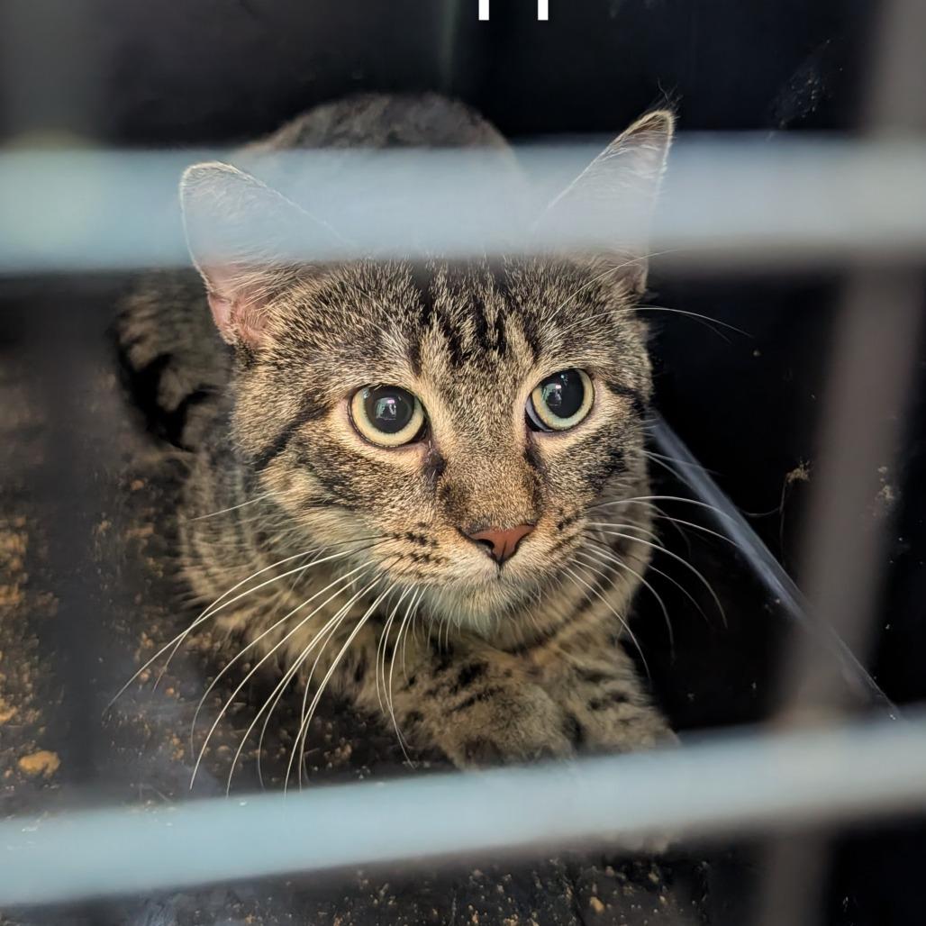 Goober, Adoptable, Adult Male Domestic Short Hair.