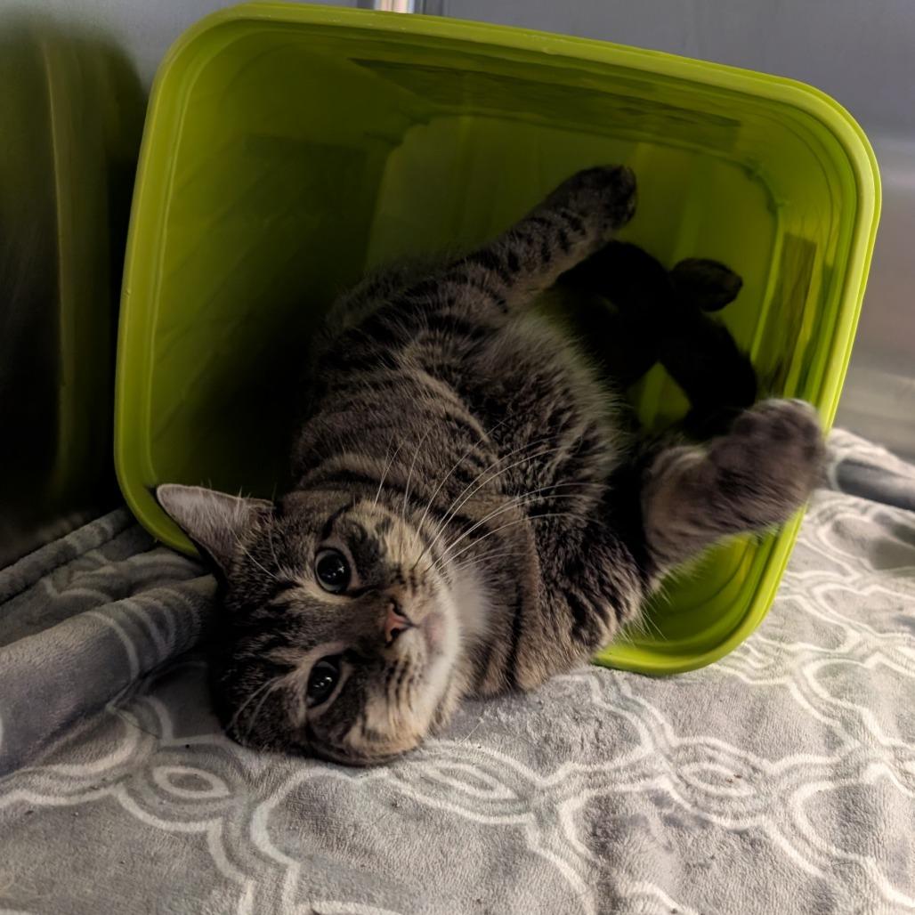 Enlarge Goober, a Adoptable Domestic Short Hair in Emporia, KS image 2/4