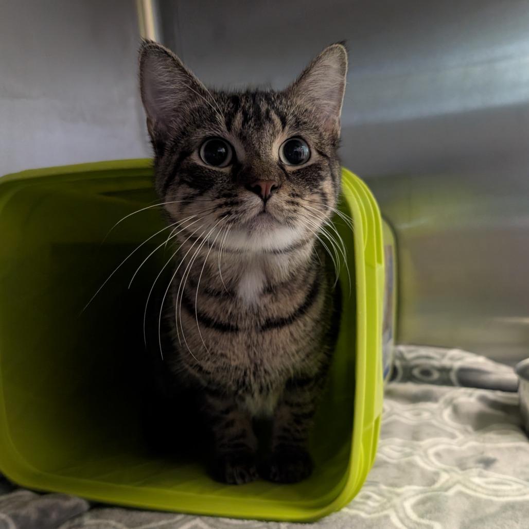 Enlarge Goober, a Adoptable Domestic Short Hair in Emporia, KS image 3/4