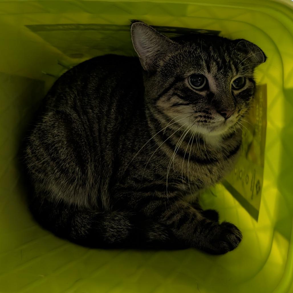 Enlarge Goober, a Adoptable Domestic Short Hair in Emporia, KS image 4/4