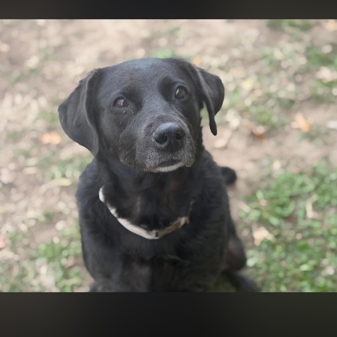 Enlarge EBONY, an adopted Labrador Retriever in Broken Arrow, OK image 1/3
