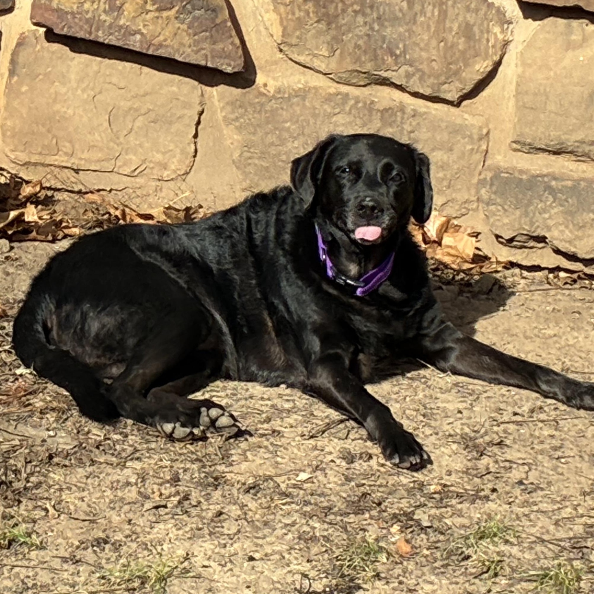 Enlarge EBONY, an adopted Labrador Retriever in Broken Arrow, OK image 3/3