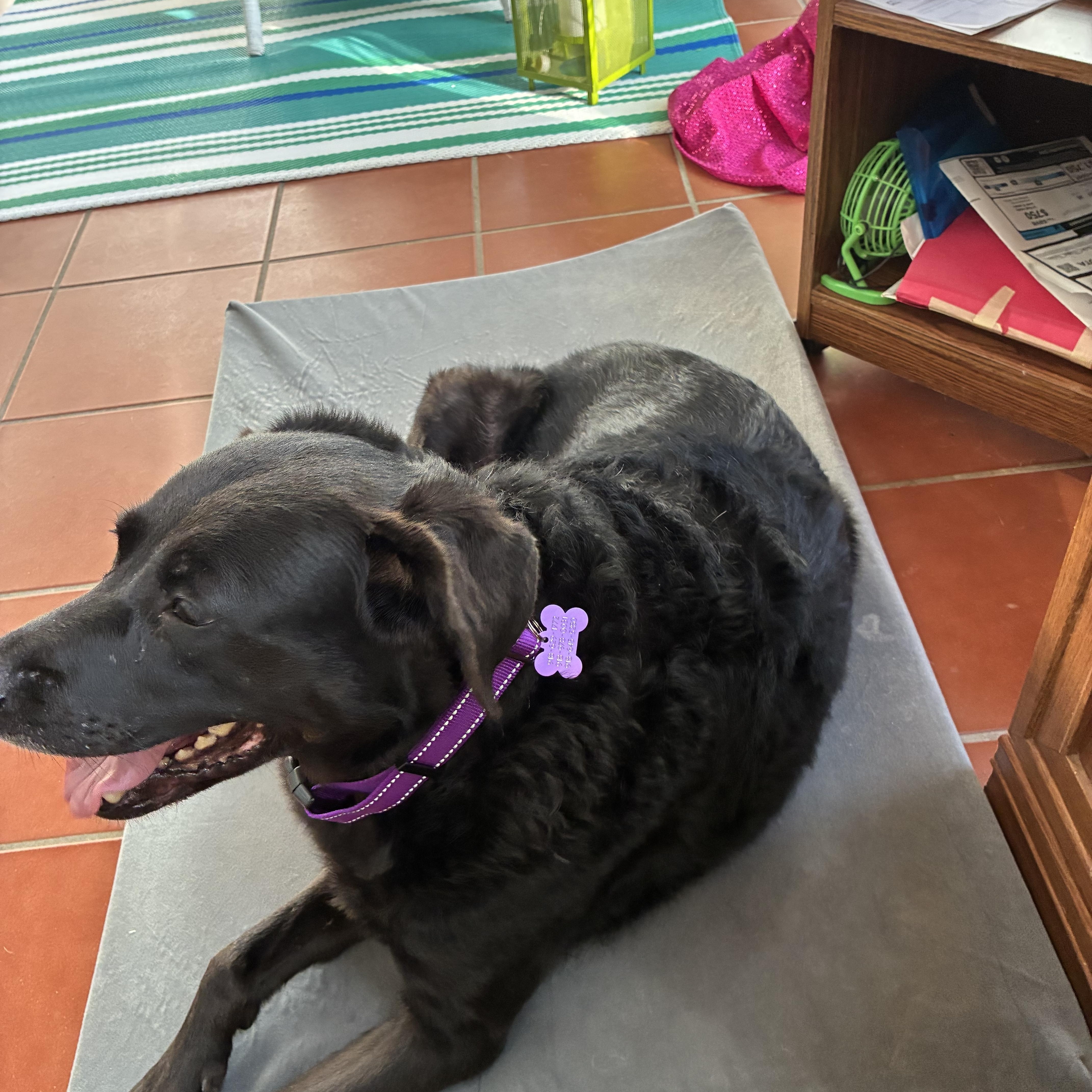 Enlarge EBONY, an adopted Labrador Retriever in Broken Arrow, OK image 2/3