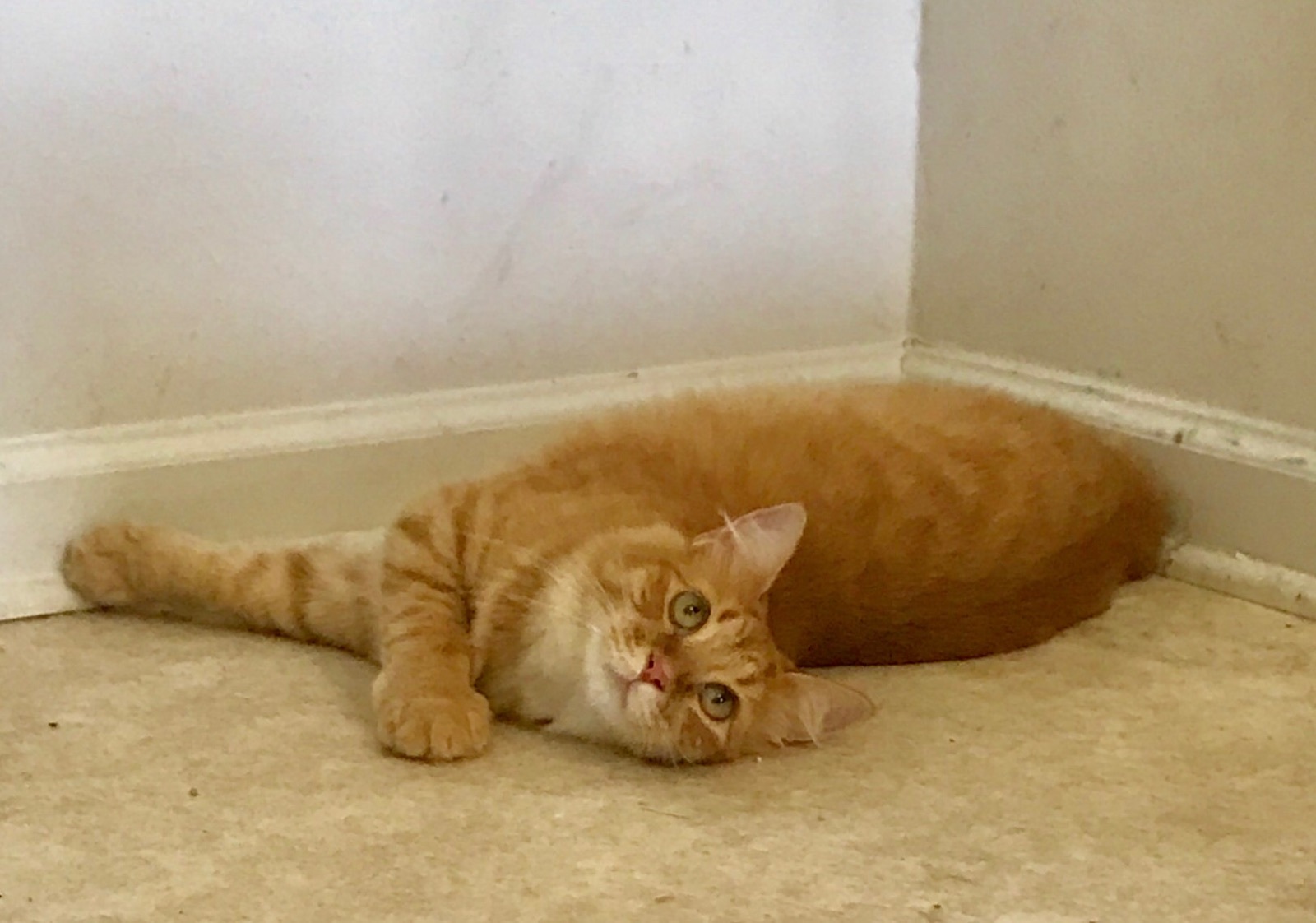 Peach, a Adoptable mixed breed image 1/6