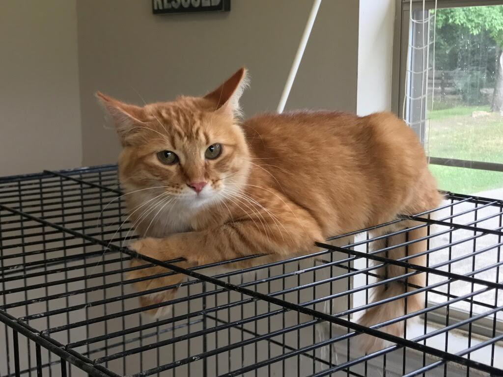 Peach, a Adoptable mixed breed image 2/6