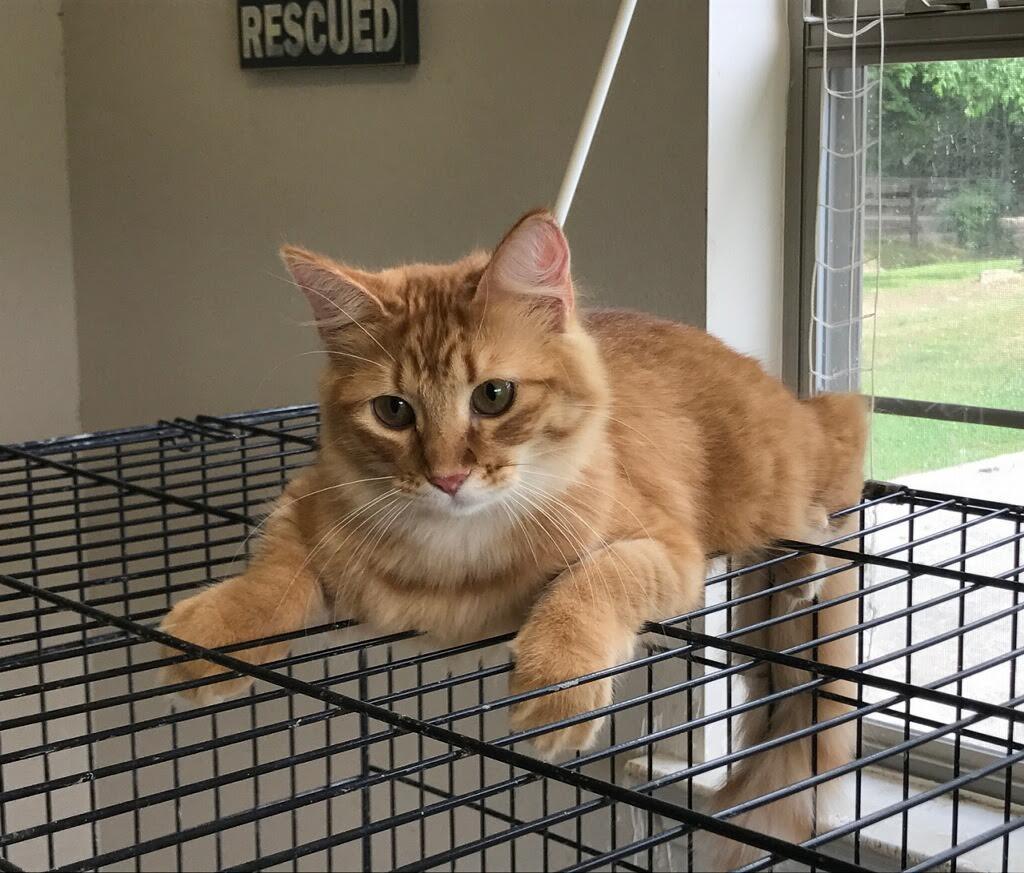 Peach, a Adoptable mixed breed image 3/6