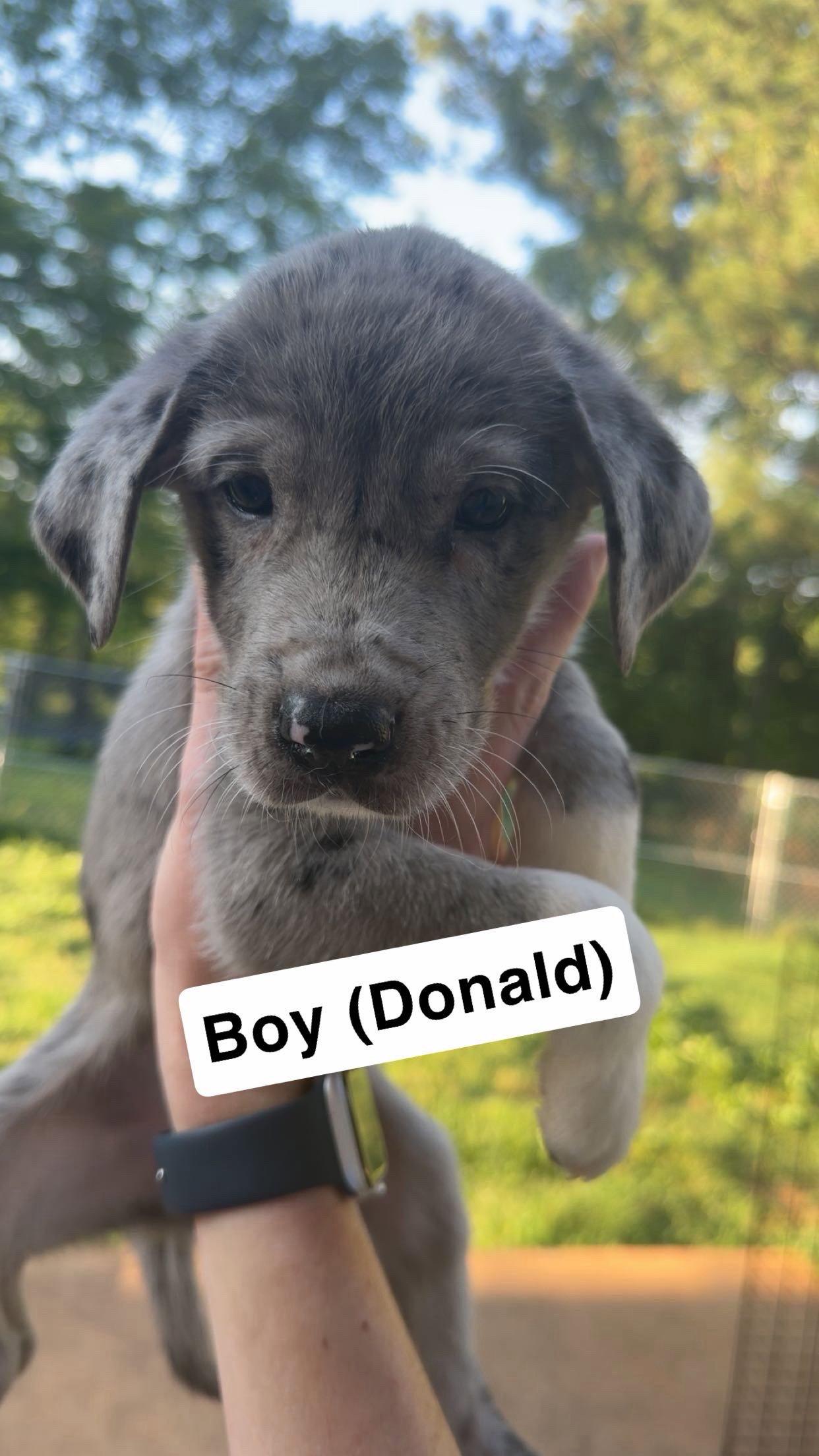 Donald, Adoptable, Puppy Male Great Dane & Great Pyrenees.