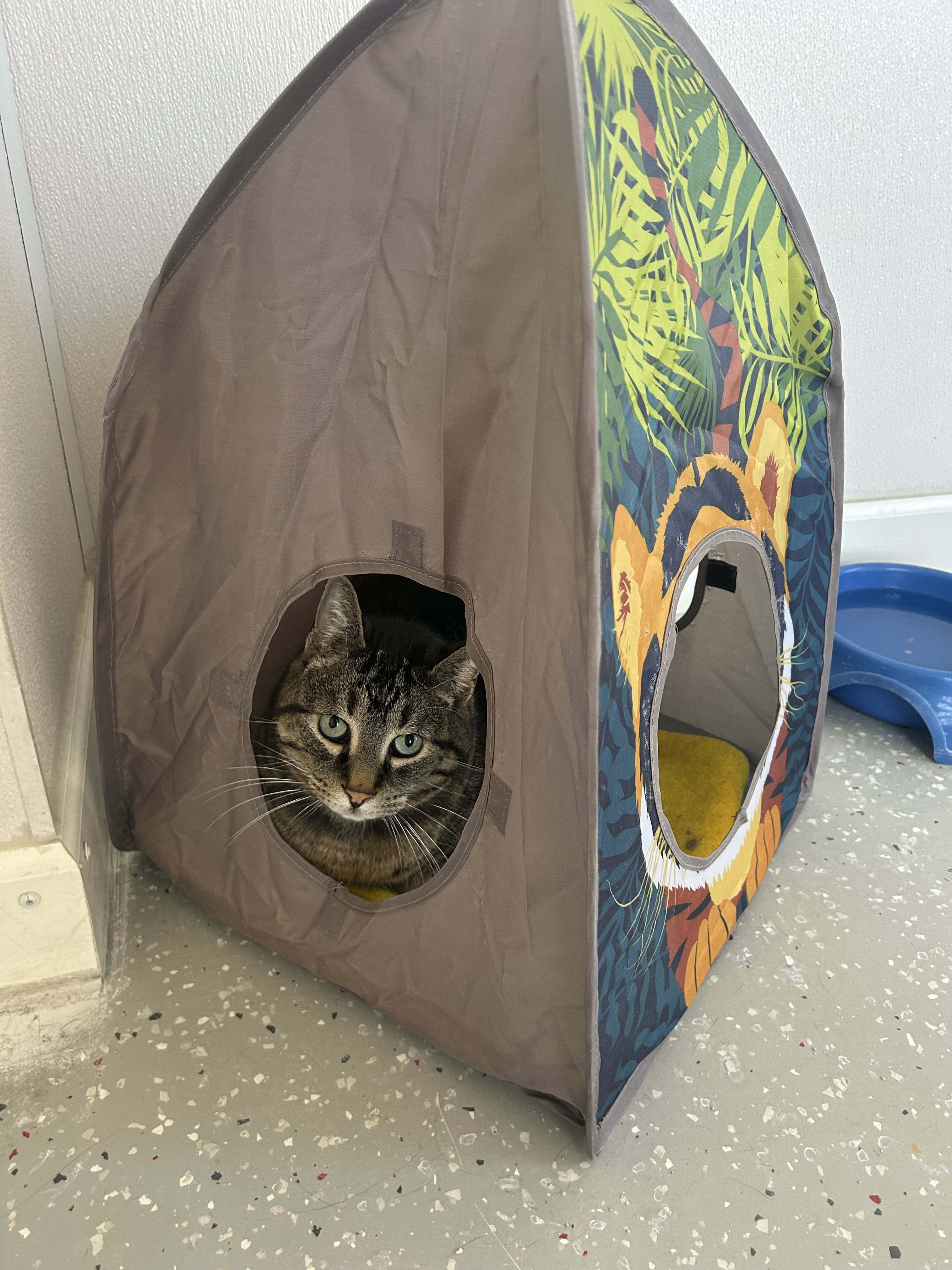 Melvin, a Adoptable Domestic Short Hair in Lansing, MI image 4/4