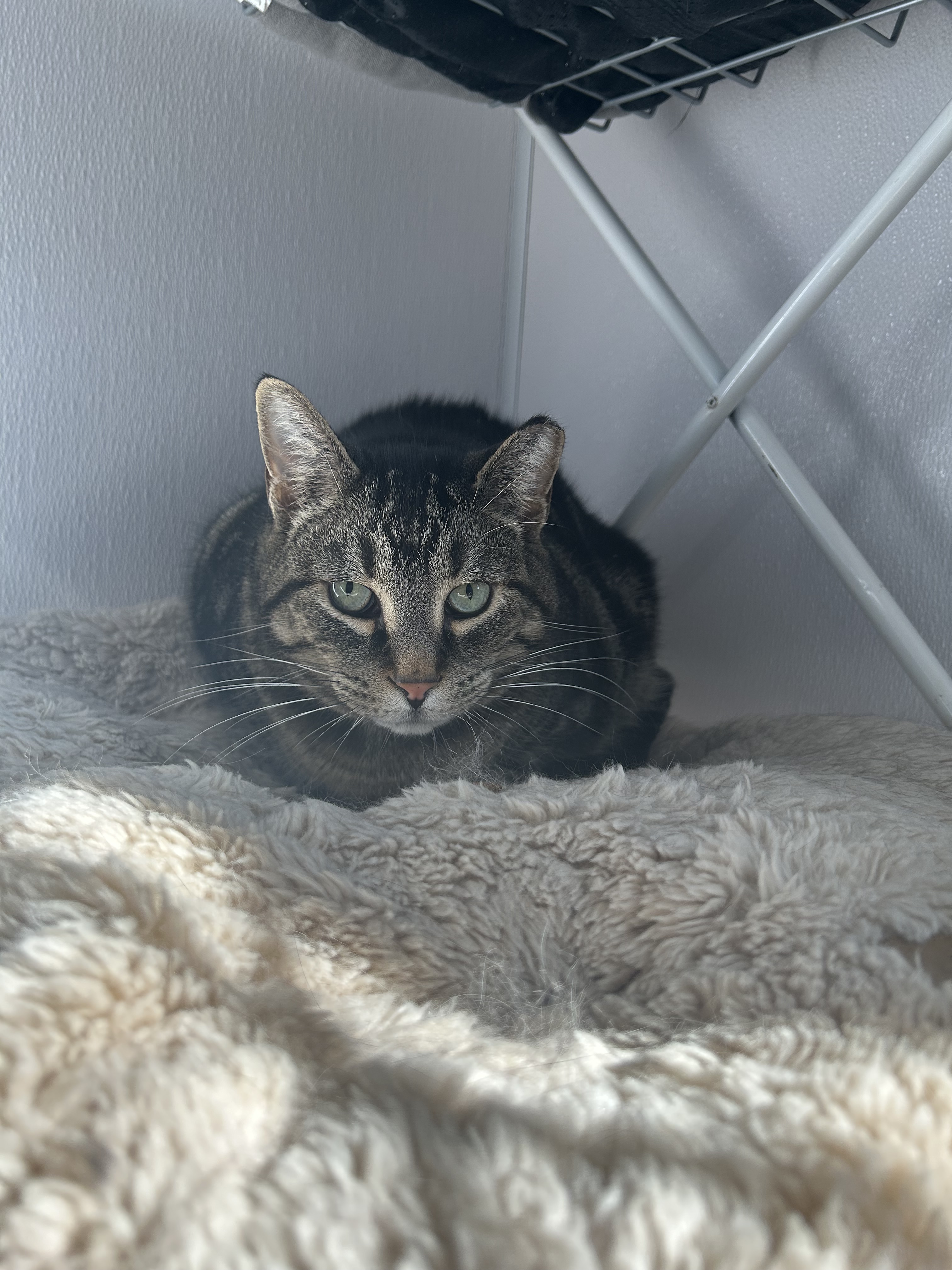 Melvin, a Adoptable Domestic Short Hair in Lansing, MI image 3/4