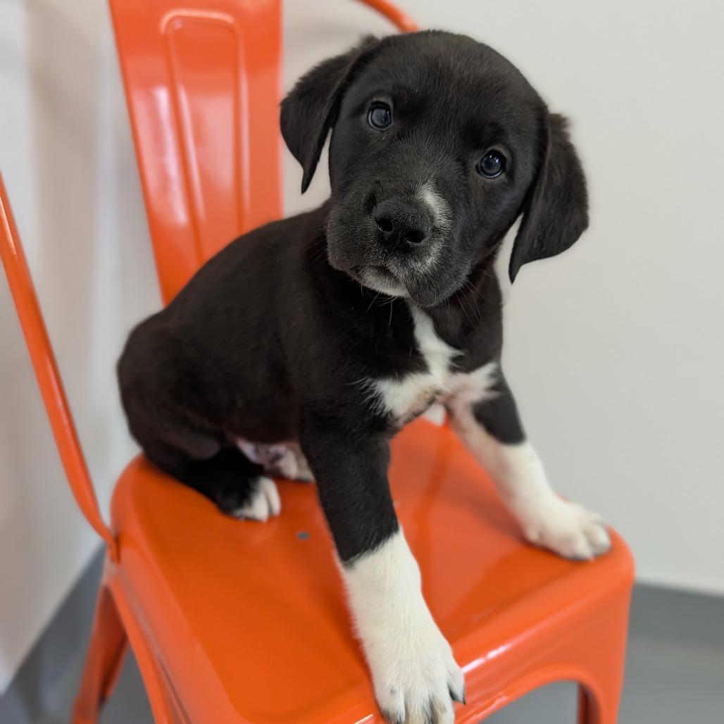 Enlarge Conquest, an adopted Mixed Breed in Cape Girardeau, MO image 1/3