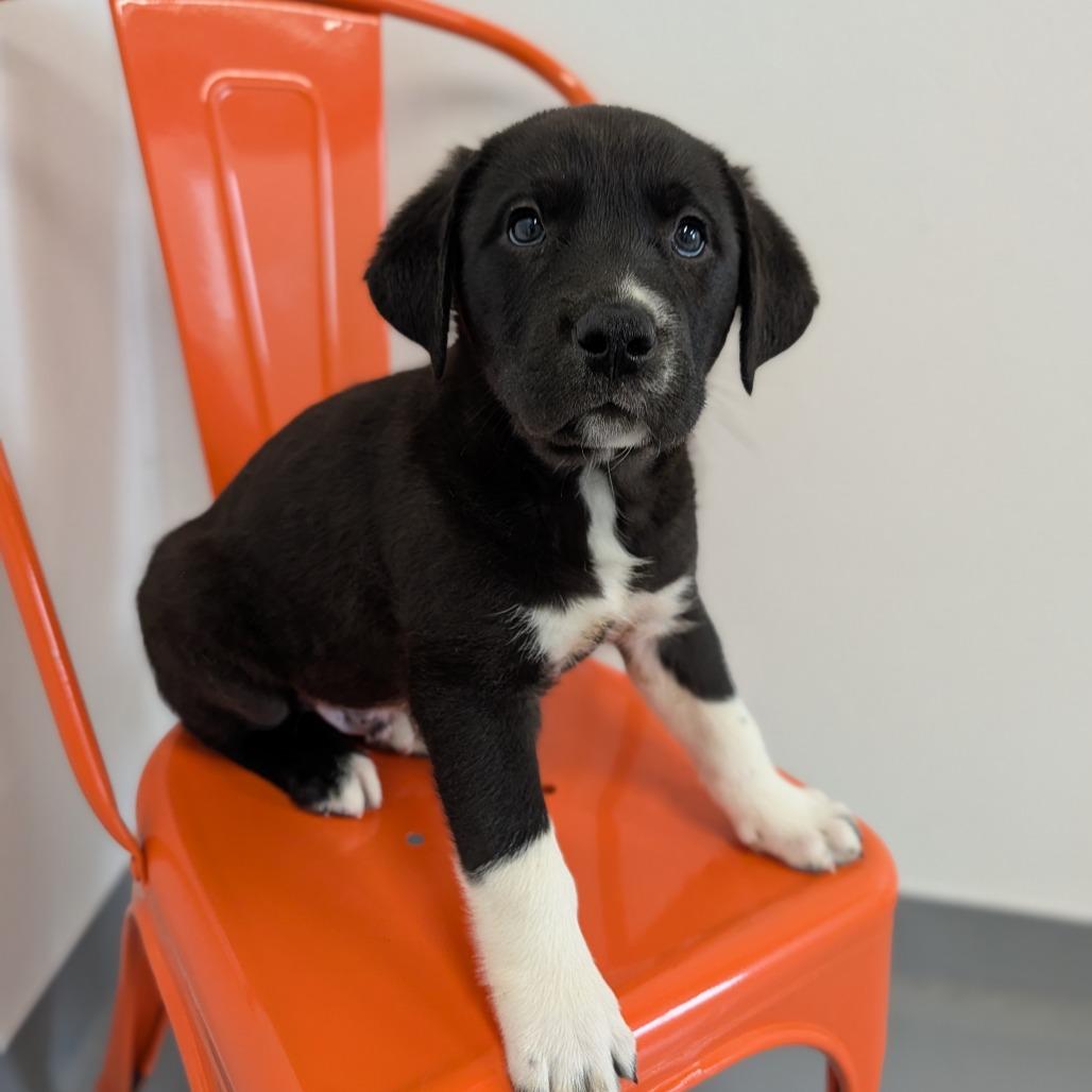 Enlarge Conquest, an adopted Mixed Breed in Cape Girardeau, MO image 2/3