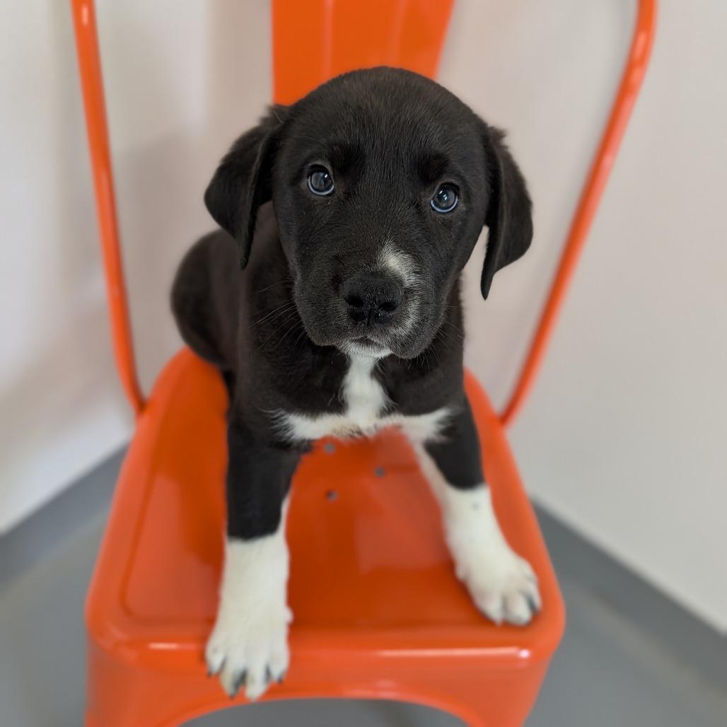 Enlarge Conquest, an adopted Mixed Breed in Cape Girardeau, MO image 3/3