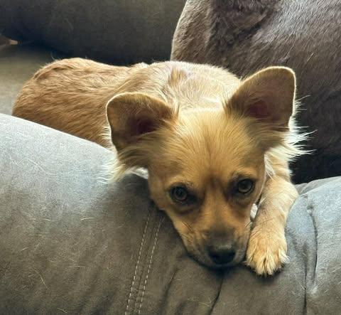 Enlarge Sophia (was Marcy), a Adoptable mixed breed in Watertown, WI image 2/5