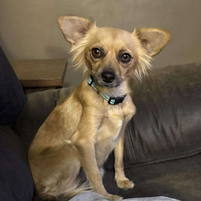 Enlarge Sophia (was Marcy), a Adoptable mixed breed in Watertown, WI image 4/5