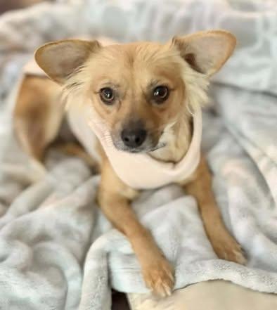 Enlarge Sophia (was Marcy), a Adoptable mixed breed in Watertown, WI image 1/5