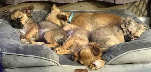 Enlarge Sophia (was Marcy), a Adoptable mixed breed in Watertown, WI image 5/5