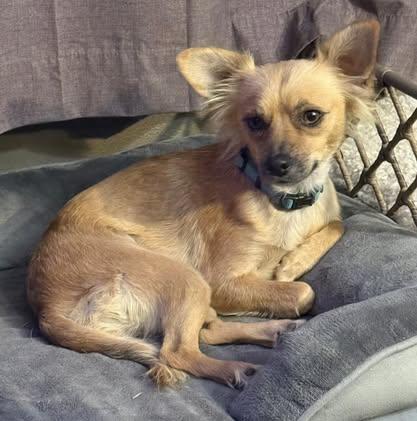 Enlarge Sophia (was Marcy), a Adoptable mixed breed in Watertown, WI image 3/5