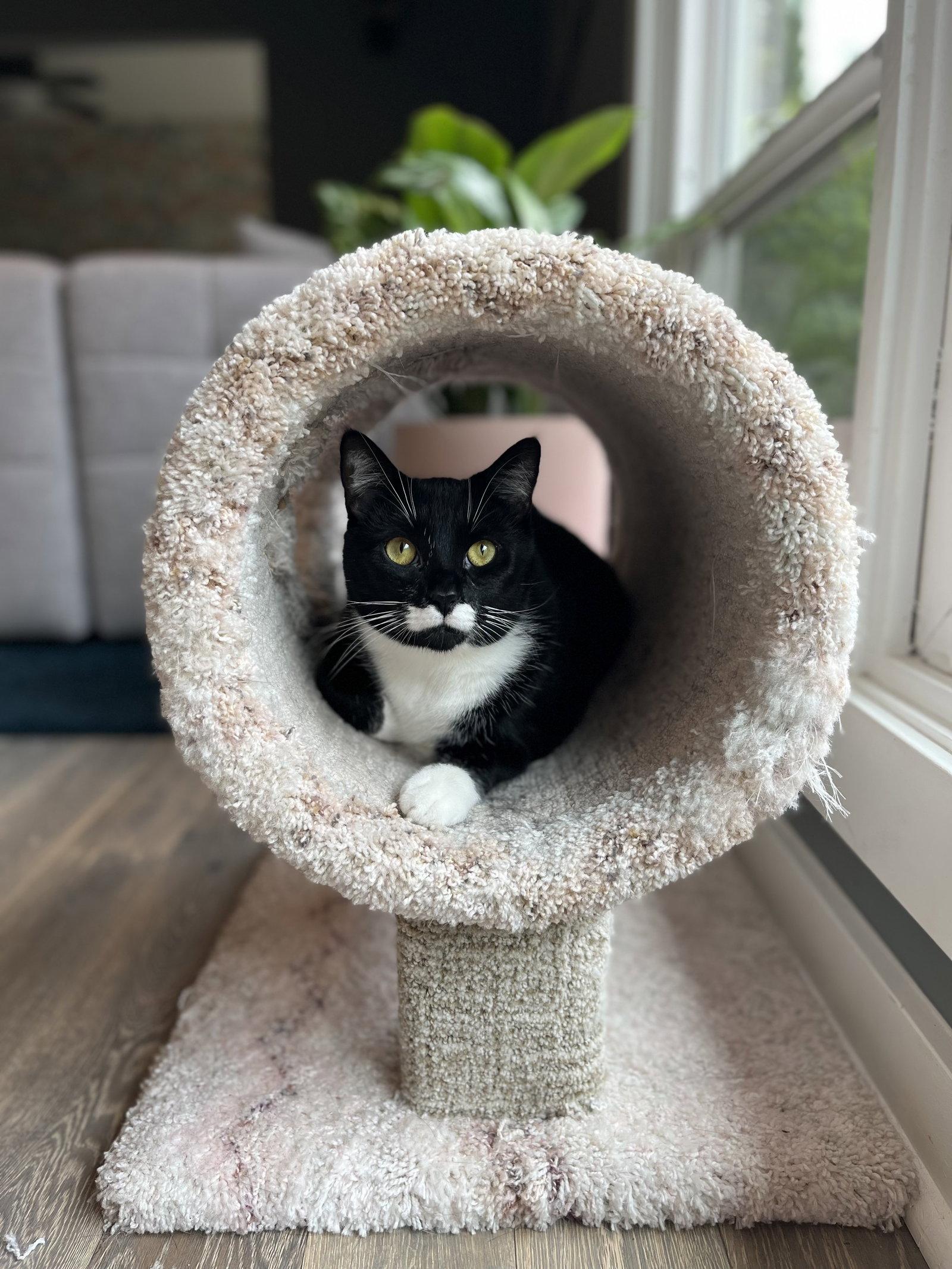 DUTCHESS #1864 - Offered by Owner - Friendly Tux, Adoptable, Adult Female Tuxedo & Domestic Short Hair.