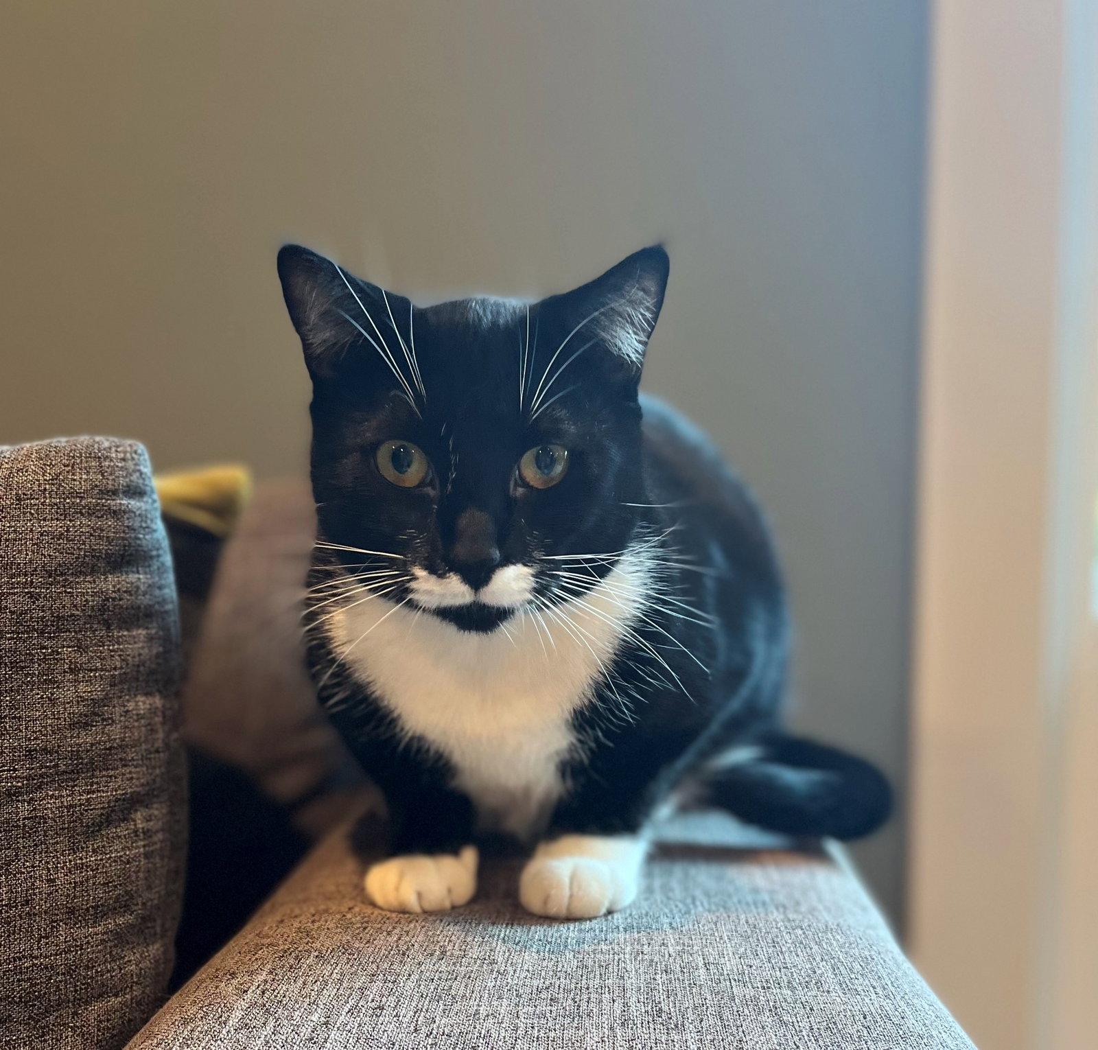 DUTCHESS #1864 - Offered by Owner - Friendly Tux, a Adoptable mixed breed in Hillsboro, OR image 2/3